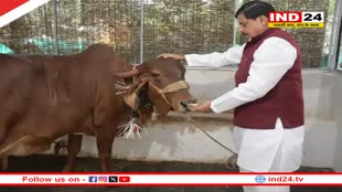 CM डॉ.मोहन यादव ने की गोवर्धन पूजा, गौ माता को खिलाई घर की पहली रोटी