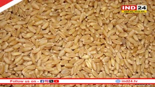 इंदौर मंडी में नए गेहूं की आवक, मुहूर्त में 12 हजार के ऊपर बिका