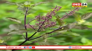 तुलसी के पत्ते चबाने से होंगे कई फायदे
