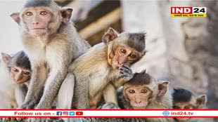 रिपोर्ट में खुलासा- बंदर खा गए 35 लाख रुपये की चीनी 