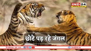 टाइगर स्टेट MP के जंगल बने अखाड़ा, टेरिटरी के लिए एक-दूसरे की  ले रहे जान 