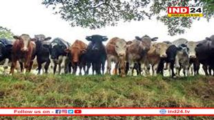 MP में बनेगा देश का सबसे बड़ा ‘गोवंश वन्य विहार’