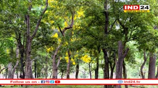 खेजड़ी और बबूल की तरह धोरों में महकेगी चंदन की खुशबू