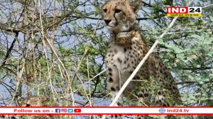 कूनो से निकलकर पूर्व विधायक के फॉर्म हाउस में पहुंच गए पांच चीते