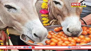 उज्जैन में गधों का पारंपरिक मेला शुरु