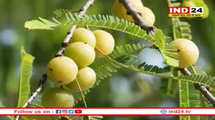 आंवले के बड़े-बड़े लाभ