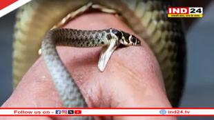 मानसून में बढ़ा सर्पदंश का खतरा, छत्तीसगढ़ स्वास्थ्य विभाग की चेतावनी – झाड़-फूंक से बचें, अपनाएं ये जरूरी उपाय