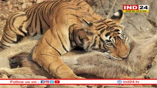 कूनो से ग्वालियर पहुंची मादा चीता वीरा, भंवरपुरा के गांव में बकरियों का किया शिकार