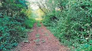 जंगल को आग की लपटों से बचाने इन महिलाओं ने पेश की मिसाल