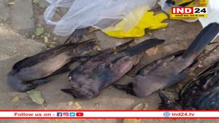 देश के इस राज्य में बर्ड फ्लू से हड़कंप, कोलकाता के लैब में सैंपल जांच के बाद हुई पुष्टि 