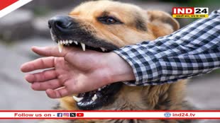 एमपी में कुत्ते बने मुसीबत का सबब, कुत्तों के लिए छेड़े गए अभियान में पेट लवर्स बन रहे अड़ंगा 