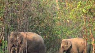 सतपुड़ा टाइगर रिजर्व में आए नए मेहमान, कर्नाटक से लाए गए 4 हाथी