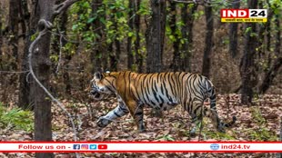 एमपी का सबसे बड़ा टाइगर रिजर्व में डॉक्टर और रेस्क्यू टीम की कमी, जानें वजह