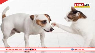 पति-पत्नी की लड़ाई की वजह बनी बिल्ली और कुत्ता, तलाक तक पहुंचा मामला