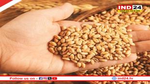  MP में इस डेट से शुरू होगी MSP पर गेहूं खरीदी
