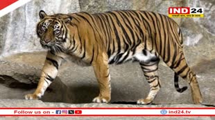 बांधवगढ़ टाइगर रिजर्व से दो बाघ शिफ्ट किए गए वन विहार, इंक्लोजर में रखे गए थे बाघ