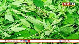 किन लोगों की सेहत के लिए नुकसानदायक साबित हो सकता है बथुआ?