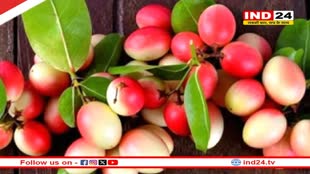 सेहत के लिए अमृत सामान है करौंदा, पाचन में भी कारगर