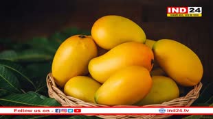 Mango Side Effects: हद से ज्यादा आम खाना हो सकता है खतरनाक, जानें नुकसान 