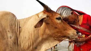 Animal Welfare Board: 14 फरवरी को नहीं मनाया जाएगा काउ हग डे, भारतीय पशु कल्याण बोर्ड ने अपना फैसला लिया वापस