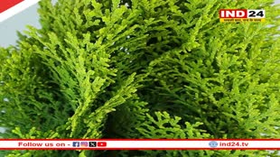 परिवार में धन-वैभव और सुख शांति बनाए रखता है मोरपंखी का पौधा, जानें इसका वास्तु महत्व