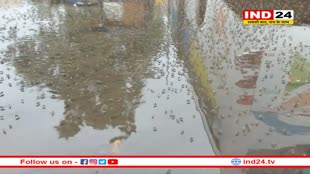 सर्दी जुकाम, शरीर में चकते और फेफड़े में पानी की शिकायत है तो कराएं डेंगू की जांच