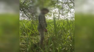 CG NEWS : पेड़ पर लटका मिला युवक का शव, इलाके में फैली सनसनी.....