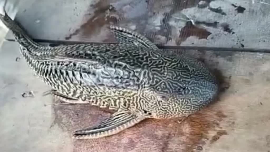 FOUR EYE FISH  : चार आंखों वाली मछली, मछली देखने लगा लोगों का तांता