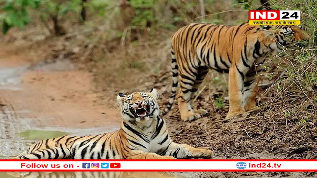 कूनो नेशनल पार्क जाएंगे केंद्रीय वन मंत्री भूपेंद्र यादव, प्रोजेक्ट टाइगर की करेंगे समीक्षा