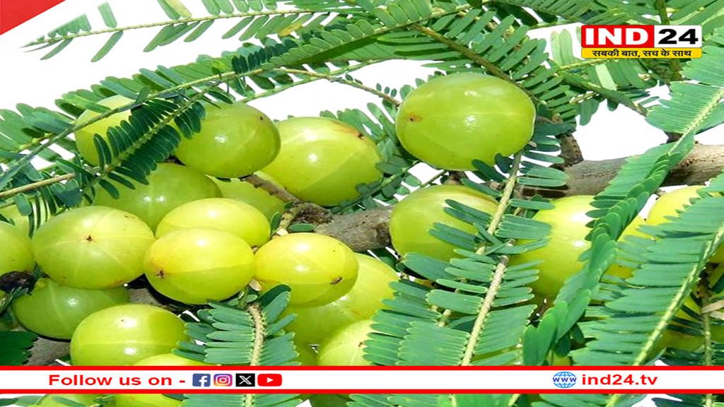 खाली पेट खाएं ये फल, बढ़ाएं इम्युनिटी और पाएं रोगों से राहत