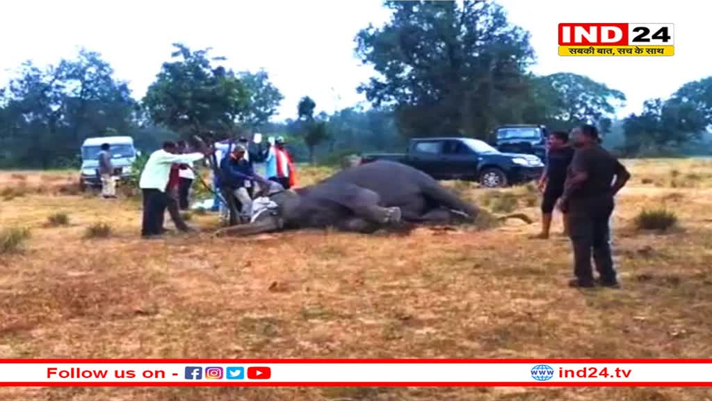 बांधवगढ़ टाइगर रिजर्व में 10वें हाथी की भी मौत, एमपी से दिल्ली तक हड़कंप