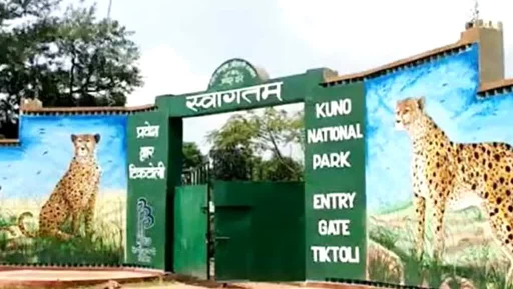 MP Tourism: 17 दिसंबर से होगी कूनो फेस्टिवल की शुरुआत, ये रहेंगे मुख्य आकर्षण