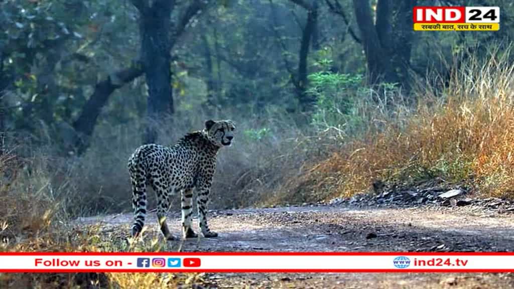 Kuno National Park में दो चीतों की हुई मौत, विवादों से घिरा 'प्रोजेक्ट चीता'