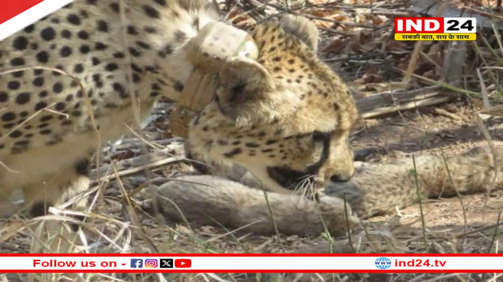 कूनो से फिर आई खुशखबरी, मादा चीता गामिनी ने दिया पांच शावकों को जन्म