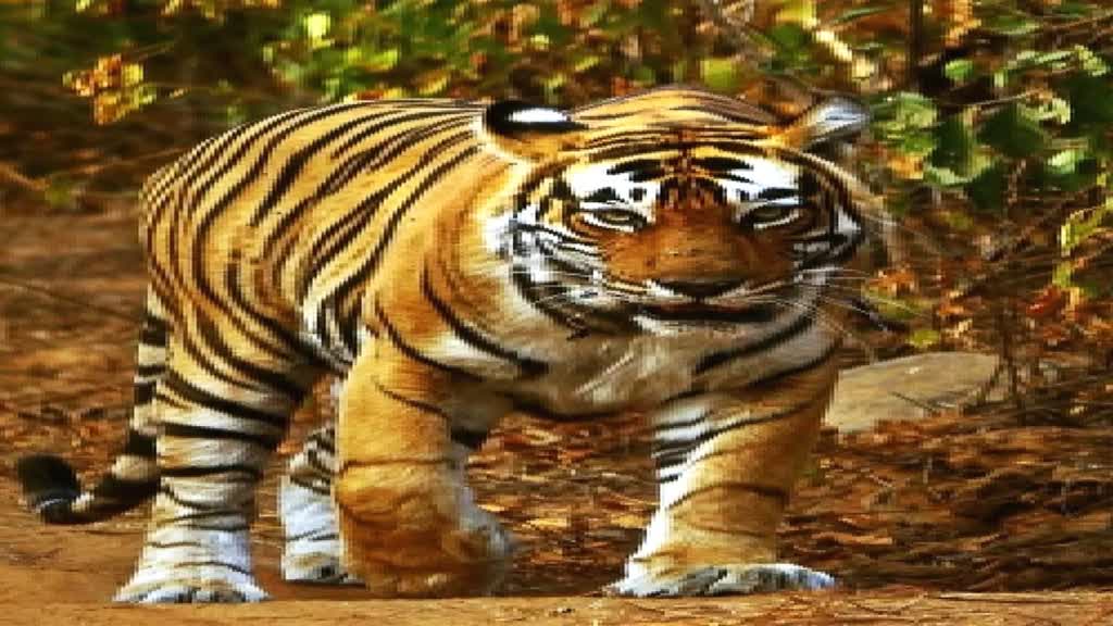 टाइगर स्टेट में करंट से बाघों का शिकार, 11 महीने में 14 बाघों का शिकार