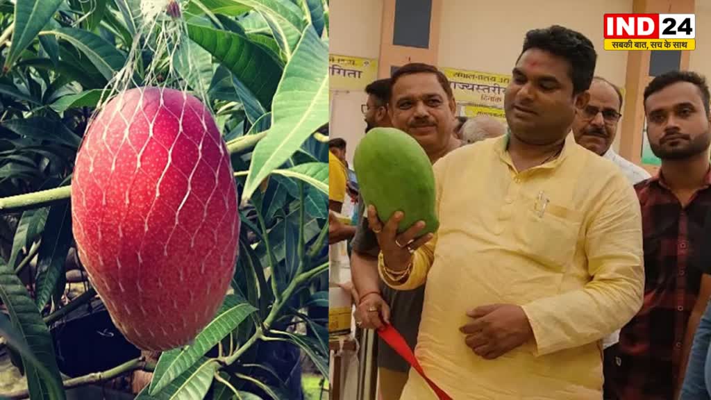 जानें दुनिया के सबसे महंगे आम के बारे में, एक आम में होते हैं 2 तरह के स्वाद