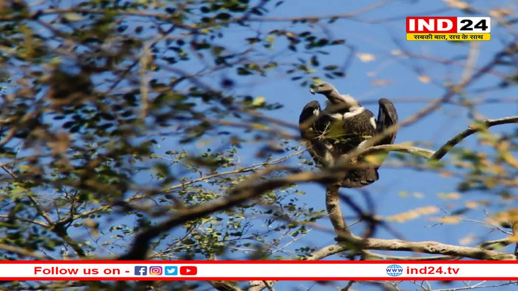 सिवनी के जंगल-पहाड़ों से गिद्धों ने बनाई दूरी