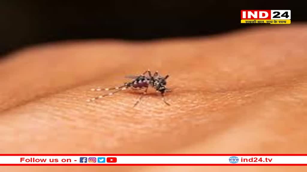 Dengue: नहीं थम रहे डेंगू के मामले, जानें मच्छरों को दूर रखने के लिए कुछ उपाय