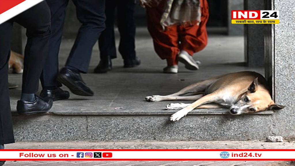 दिल्ली में आवारा कुत्तों पर सुप्रीम कोर्ट में हुई अहम सुनवाई, आदेश पर रोक लगाने पर फैसला सुरक्षित