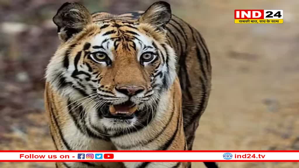 इस टाइगर रिजर्व का लोगों पर चढ़ा खुमार, नए साल से 14 दिन पहले ही एंट्री फुल, कैसे होगी बुकिंग और किराया