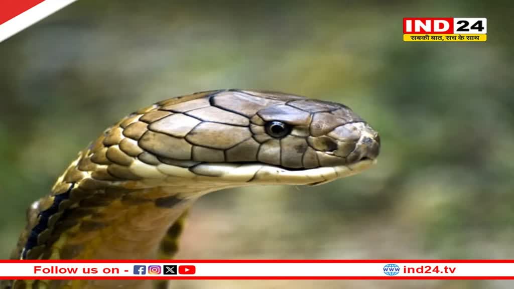 सीएम डॉ मोहन यादव के आदेश पर एमपी के जंगलों में किंग कोबरा लाने की तैयारी