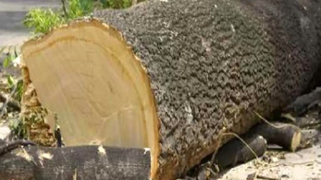 Bhopal: राजधानी में महिला को पेड़ो की कटाई करना पड़ा मंहगा, निगम ने लगाया लाखों का जुर्माना