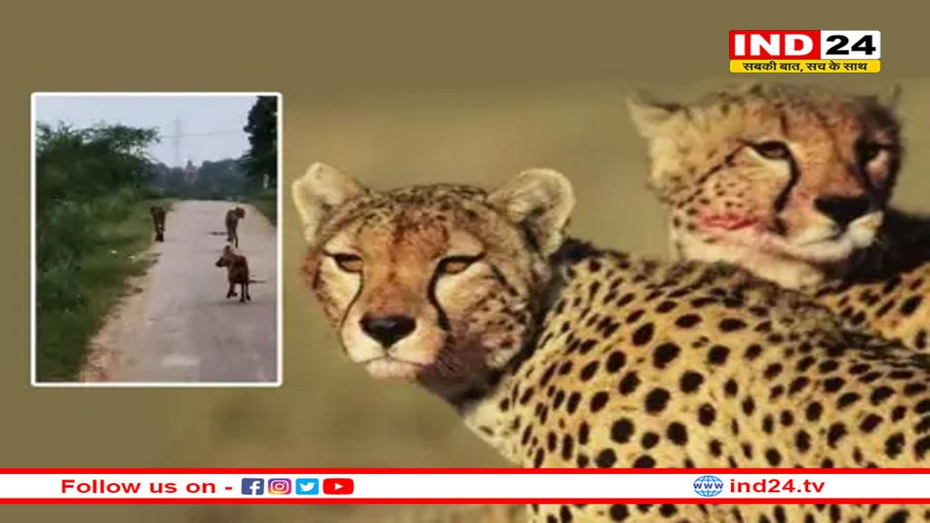 कूनो की सीमा से बाहर गांवों की गलियों में घूम रहे चीते