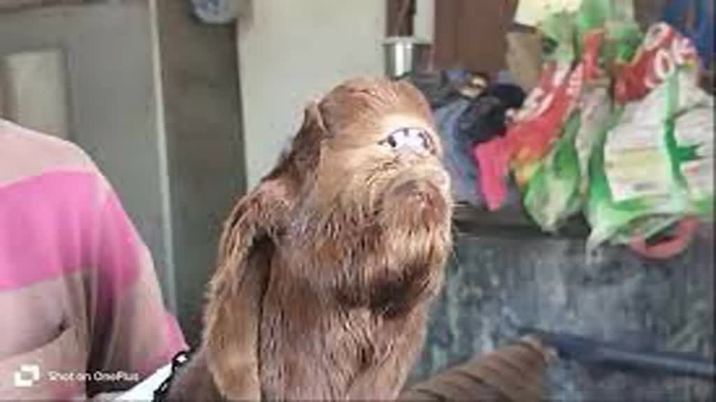 बकरी ने दिया एलियन जैसे बच्चे को जन्म, देखने के लिए लोगों की उमड़ी भीड़