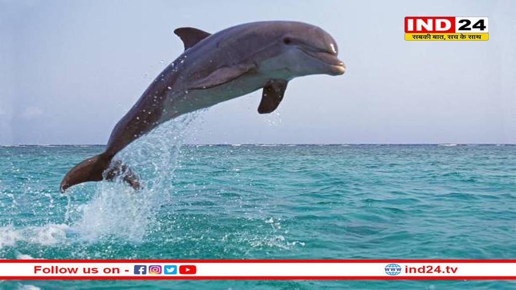 देश में 6300 से अधिक डॉल्फिन, यूपी में सर्वाधिक 2397 तो पंजाब में तीन