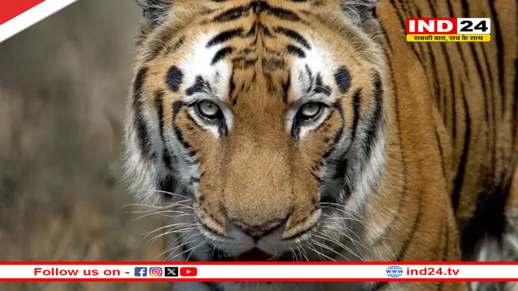 एक दशक में भारत में बाघों की संख्या हुई दोगुनी, संख्या 3600 के पार