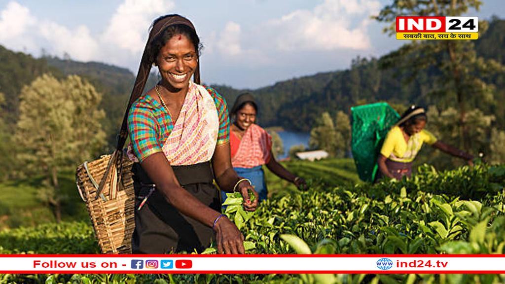 भारतीय चाय की मांग दुनिया में बढ़ी, FY25 में 26 करोड़ किलोग्राम का हुआ निर्यात