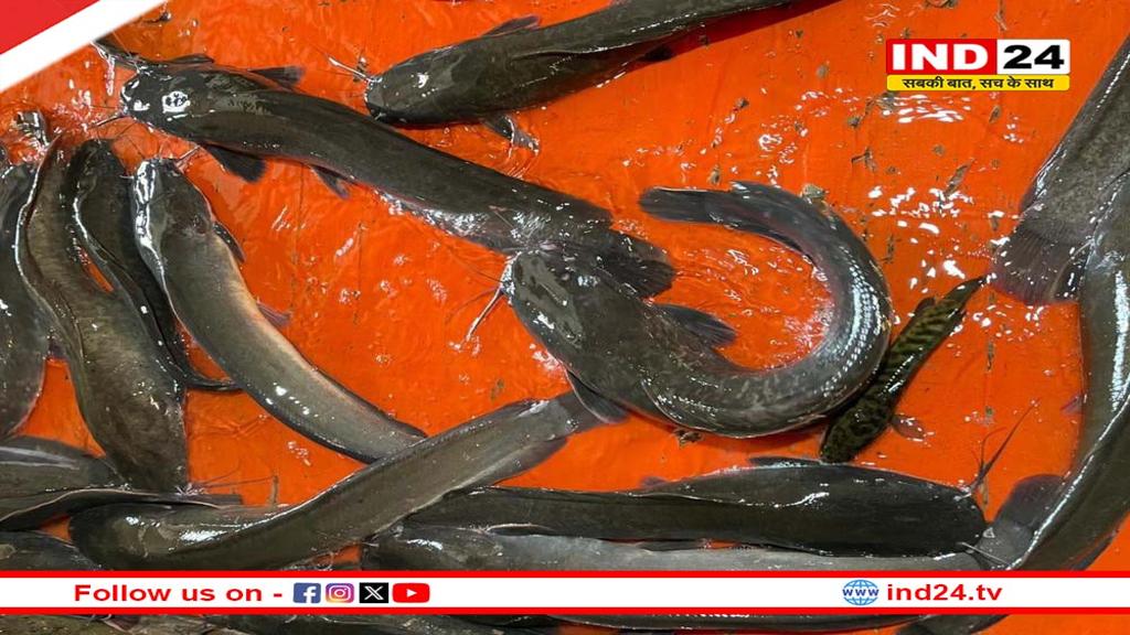MP में 'कैंसर वाली मछली' की तस्करी!