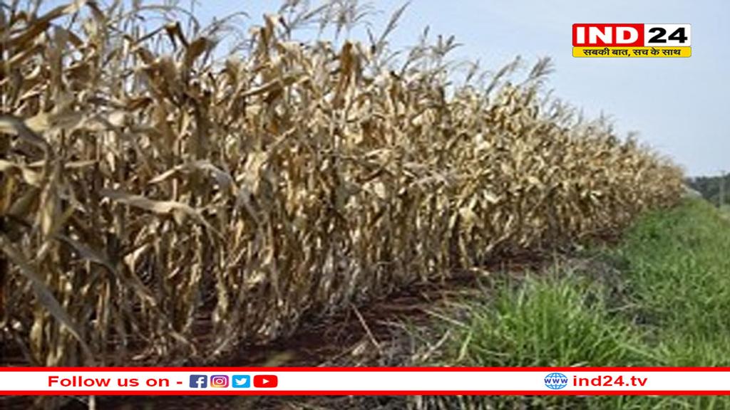 जलवायु परिवर्तन: तापमान में दो डिग्री वृद्धि तो बढ़ेंगे कीट, गेहूं की 46% और धान की 19 फीसदी पैदावार घटेगी