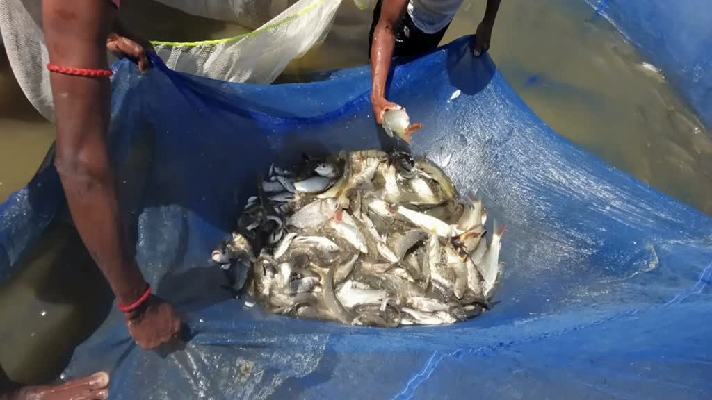 CG News : बालोद के गौठान में मछली पालन कर महिलाएँ आत्मनिर्भरता की ओर हो रही है  अग्रसर....